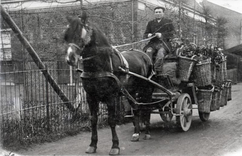 hoveniers in oost